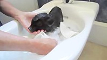 Piglet Takes A Bath