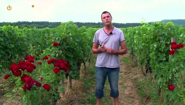 Jacques Legros Château Cantelauze épisode n°7 de la Vie d’un Domaine