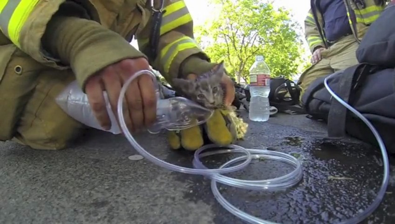 Un pompier ressuscite un chat