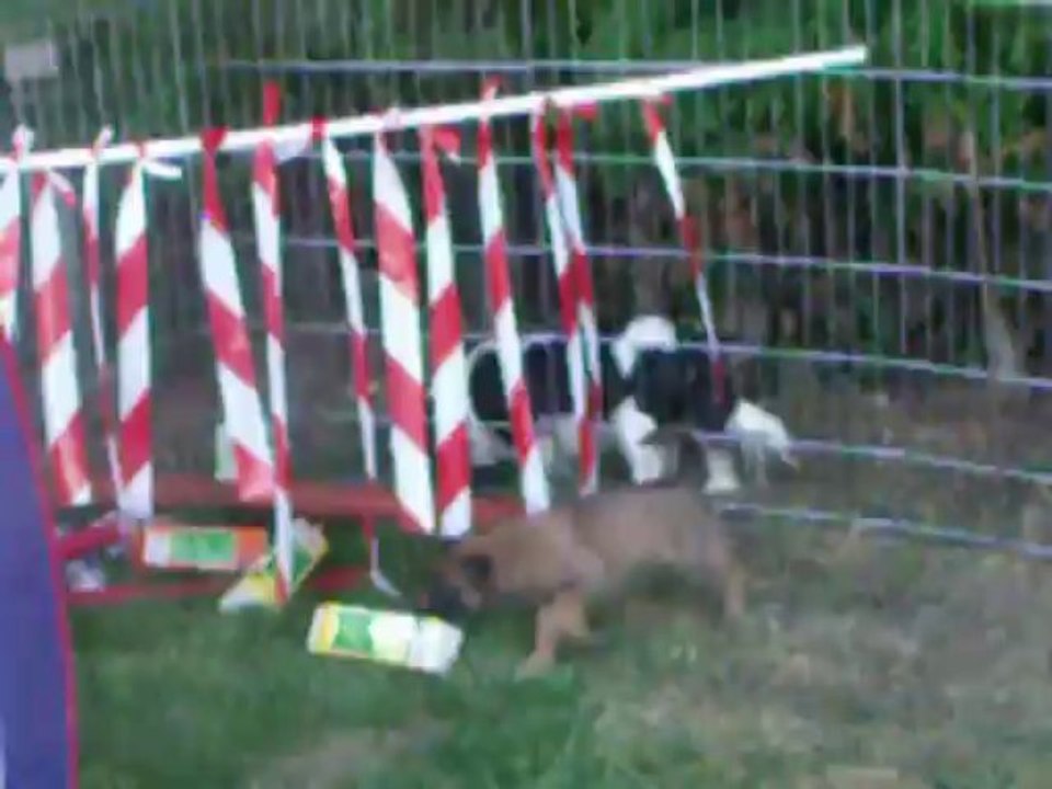 Bébés de Gessy et Espoir à 5 semaines (2ème sortie au grand air)