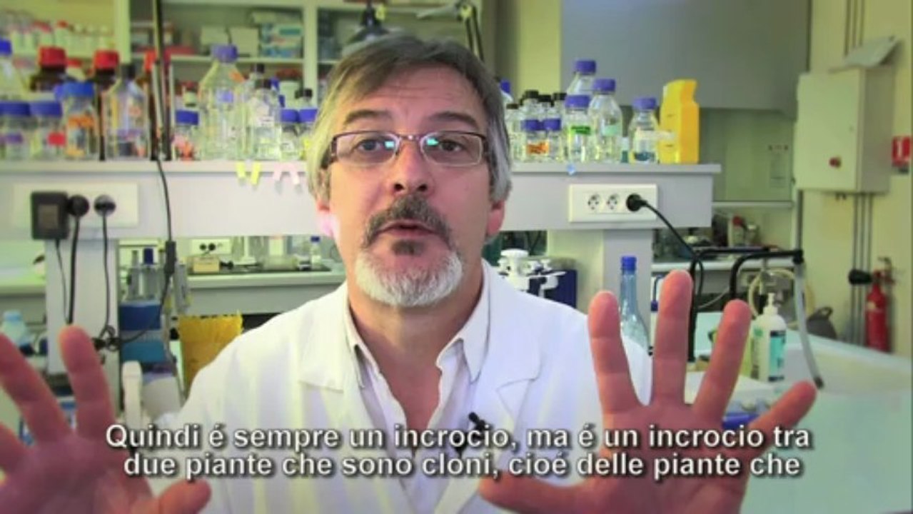 Le sementi in piena agitazione