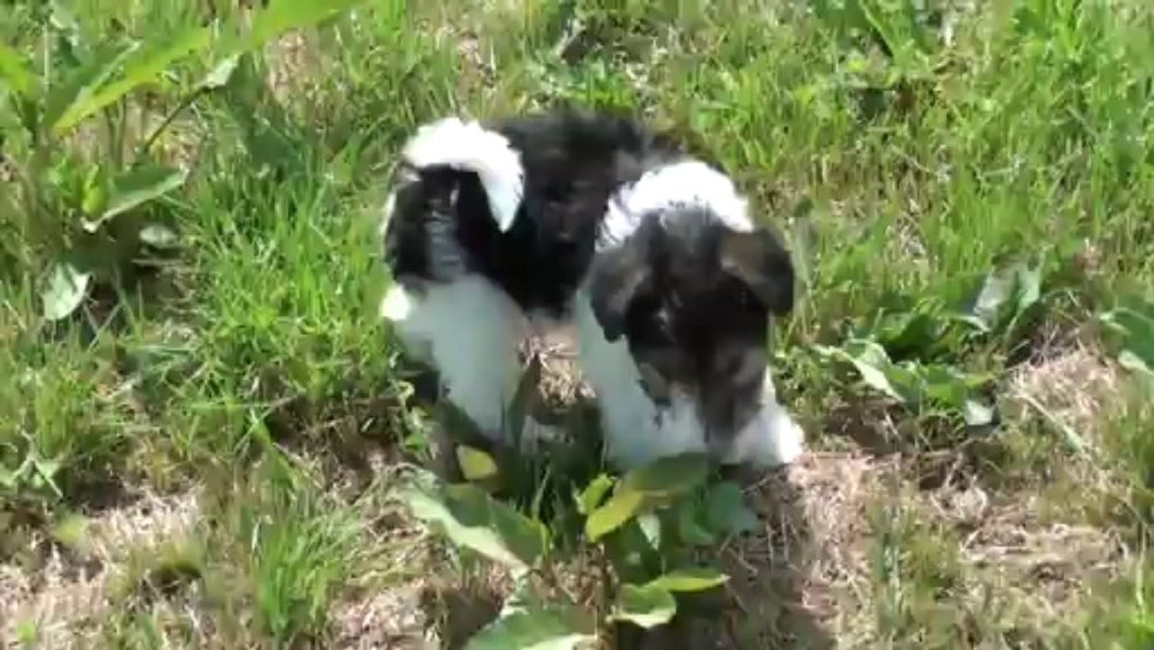 Vidéo Ioungfrau du Clos du Bonheur