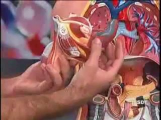 BIOLOGIA AULA 16 -- SISTEMA DIGESTÓRIO Parte 2  - YouTube