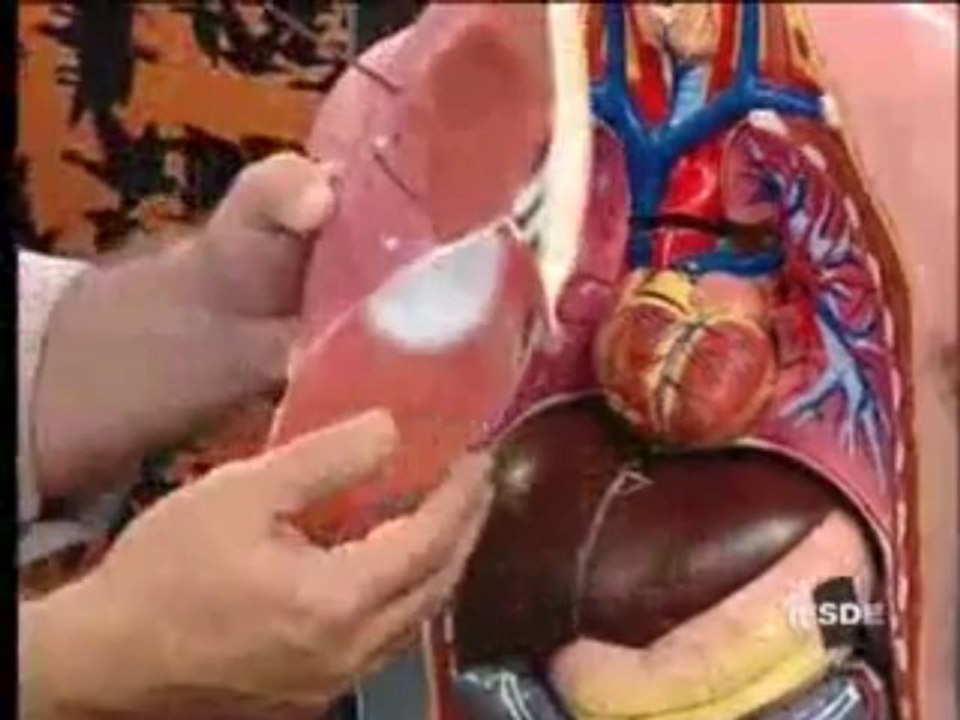 BIOLOGIA AULA 17 -- SISTEMA RESPIRATÓRIO HUMANO ANATOMIA E FISIOLOGIA Parte 1  - YouTube
