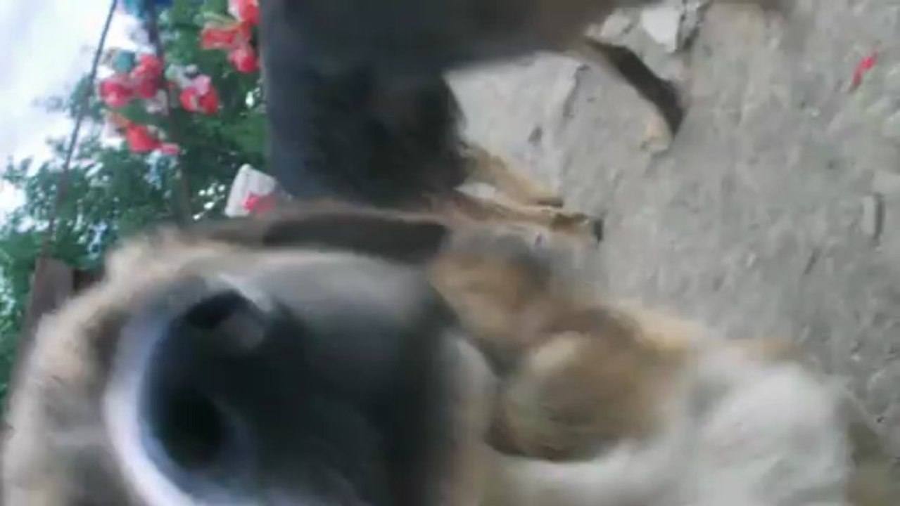 ZEUS