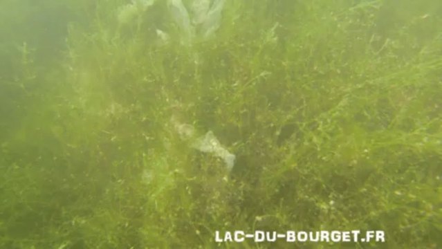 Fraie des perches plongee lac du bourget