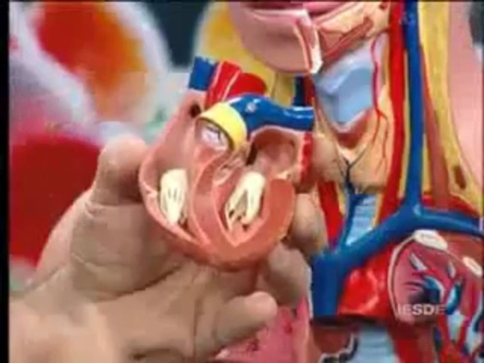 BIOLOGIA AULA 18 -- SISTEMA CIRCULATÓRIO Parte 1  - YouTube