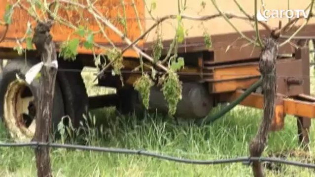 Icaro Tv. Nubifragio a Rimini, agricoltura in ginocchio