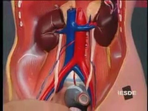 BIOLOGIA AULA 19 SISTEMA URINÁRIO Parte 1 - YouTube