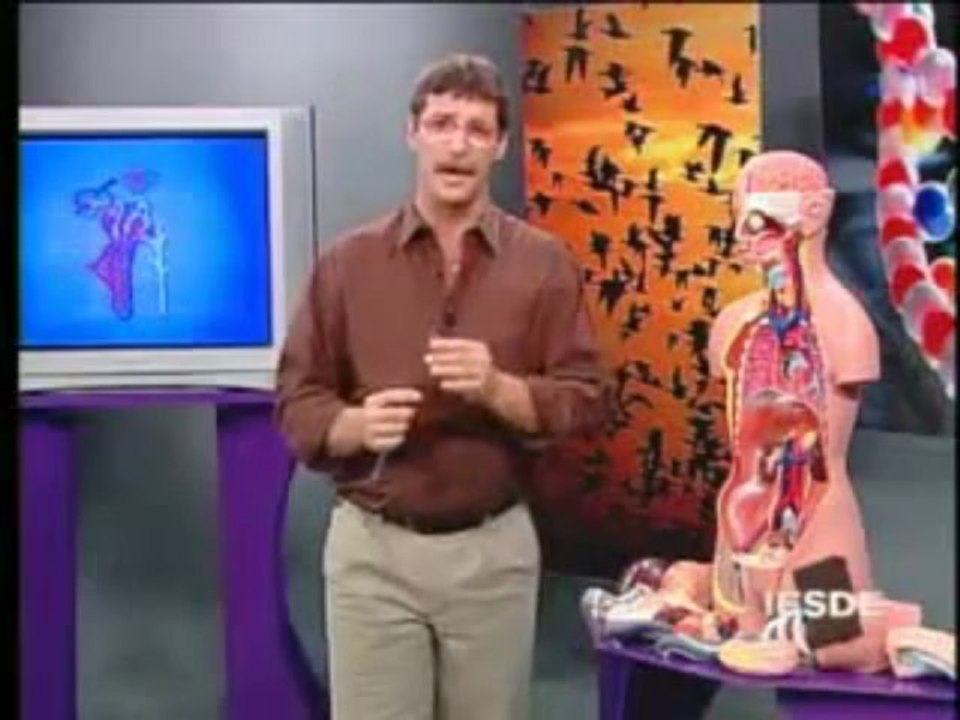 BIOLOGIA AULA 19 -- SISTEMA URINÁRIO Parte 2  ...