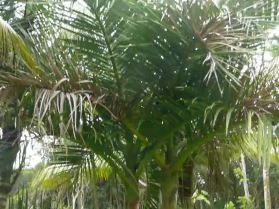 HILO HAWAII 2013 127