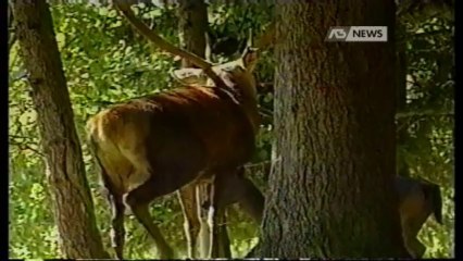 STOP ALLA MATTANZA DEI CERVI IN CANSIGLIO