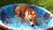 Little dog Corgi Dexters First Pool! So cute...