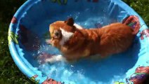 Un petit chien prend son premier bain... Trop drôle!
