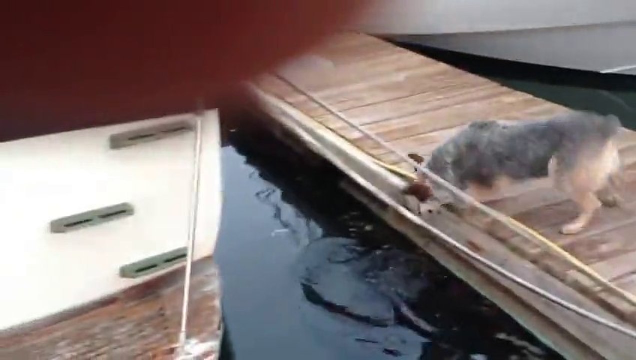 Un chien et une otarie jouent à cache-cache