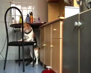 Smartest dog ever - Food Thief