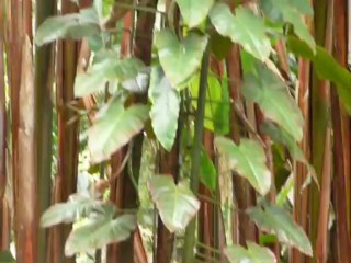 HILO HAWAII 2013 098