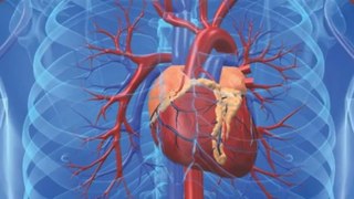 Get a Healthier Heart with Weight Loss Surgery in St Pete