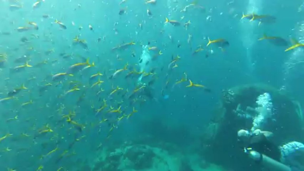 Un banc de poissons sous l'eau