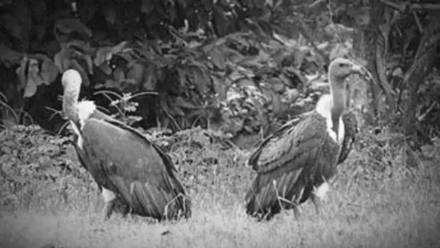 Kaziranga National Park Bird Watching Tour