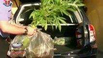 CC fermano due giovani coltivatori di cannabis. Avevano una serra con piante alte 90 cm