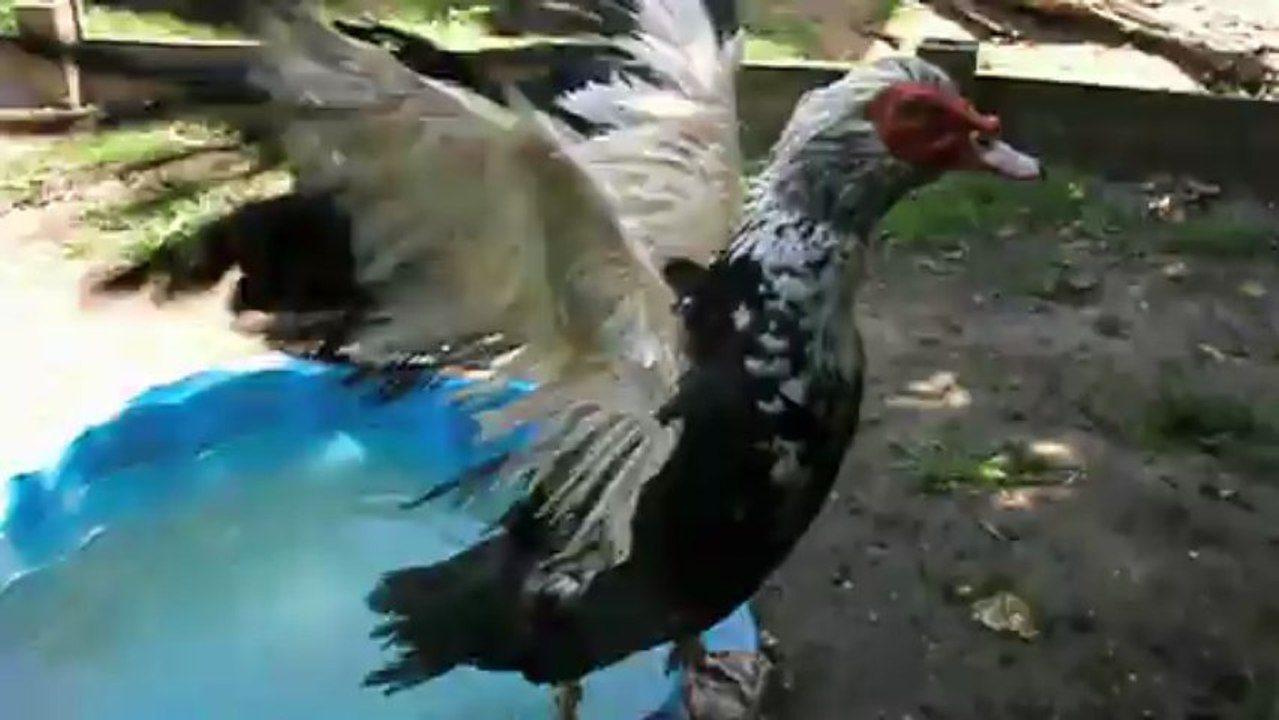 Piou-piou après le bain