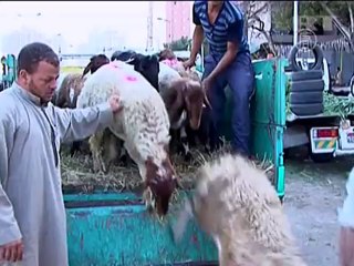 Израиль раскритиковал Польшу за запрет шхиты