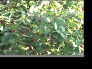 En Normandie du 12 au 14 juillet 2013