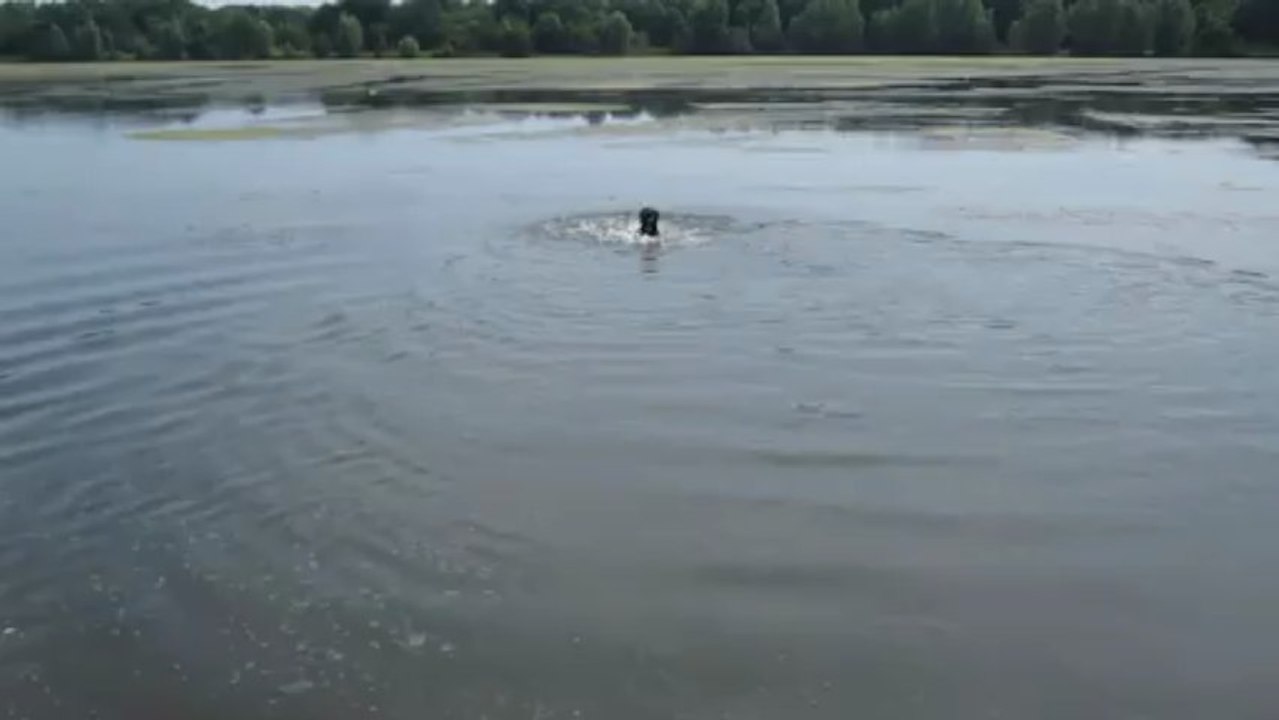 PHOENIX BERGER HOLLANDAIS