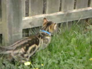 Ares-Apollo first venture outside (Last Part)