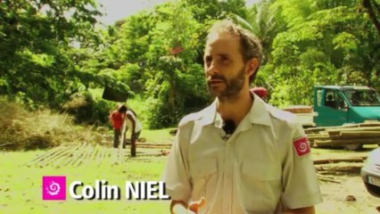 Un chantier pilote pour éliminer les bambous à la Traversée