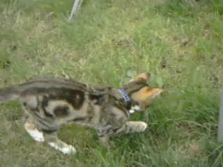 Ares-Apollo chasing the moths (Part 1)