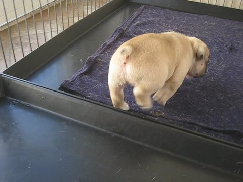 les Chiots de la Vallée de TAKAMAKA a 4 Semaines