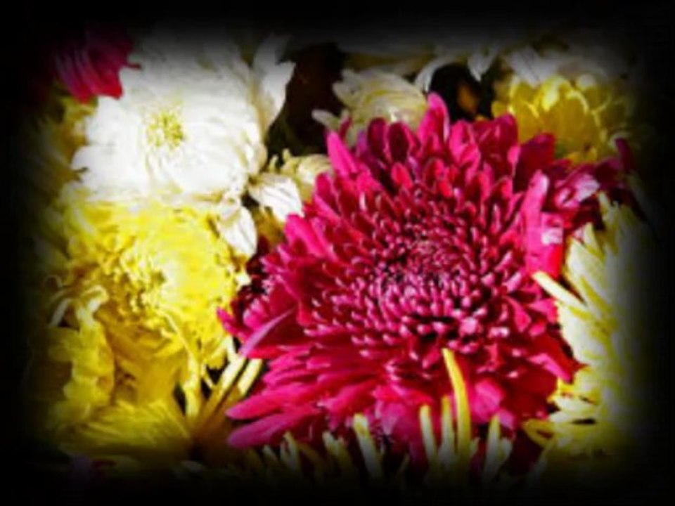 Francis Cabrel  Elle écoute pousser les fleurs Par Fernand