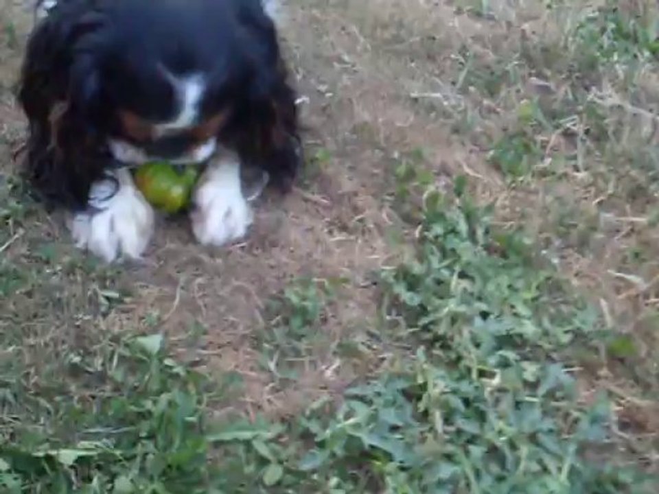 HYMA SUMAC AVEC LA TOMATE QUELLE VIENS DE CUEILLIR MA PREMIÈRE TOMATE DU JARDIN