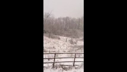 Dancing deer in southern Ohio with Heath Detweiler