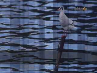 Erhan Akman - Mavilim Mavişelim