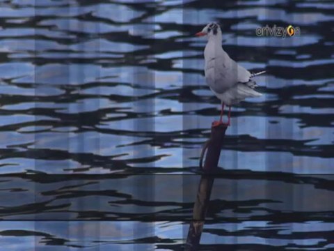 Erhan Akman - Mavilim Mavişelim