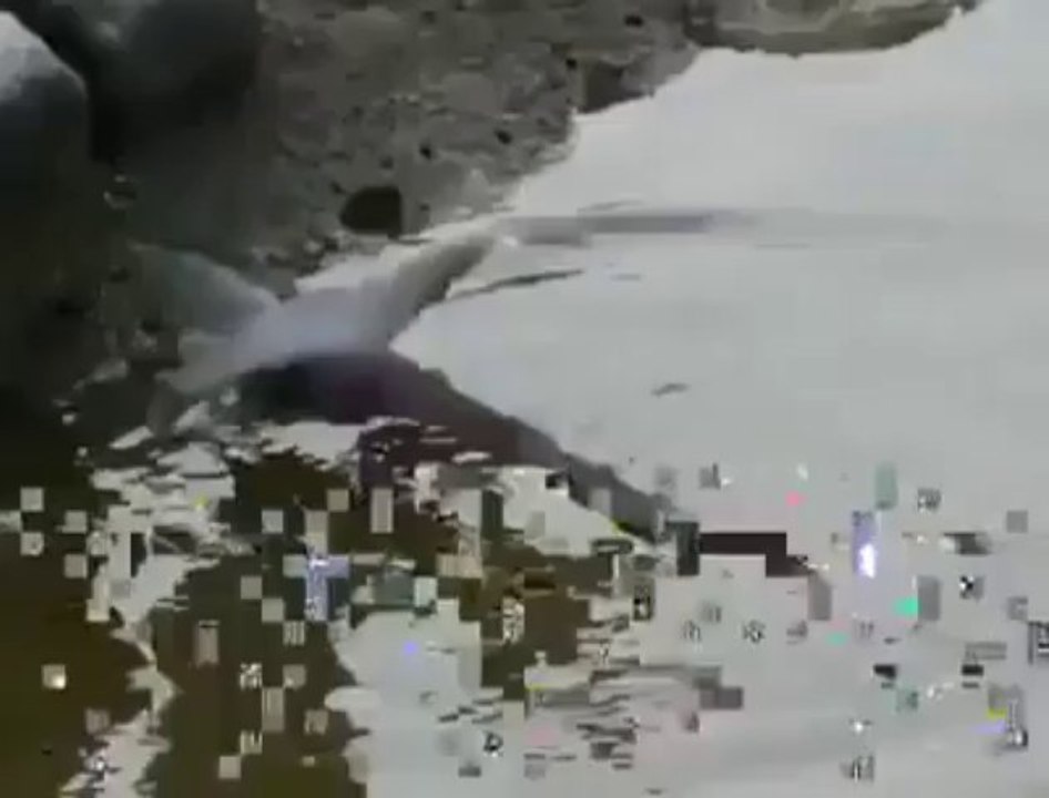 L'oiseau pêcheur