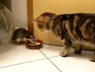 Un chat partage son lait avec un rat