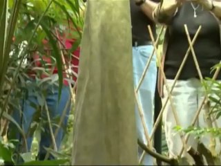 La flor que desprende olor a carne podrida para atraer a los insectos