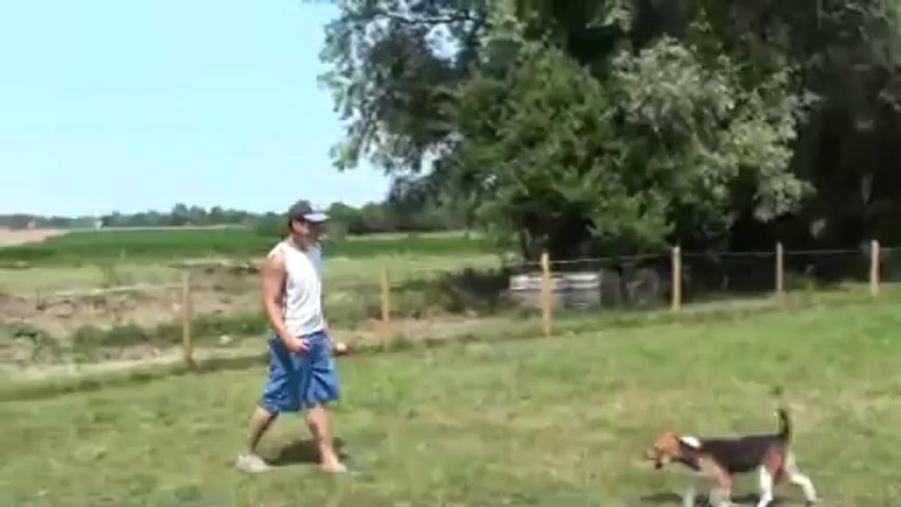 Beagle qui joue
