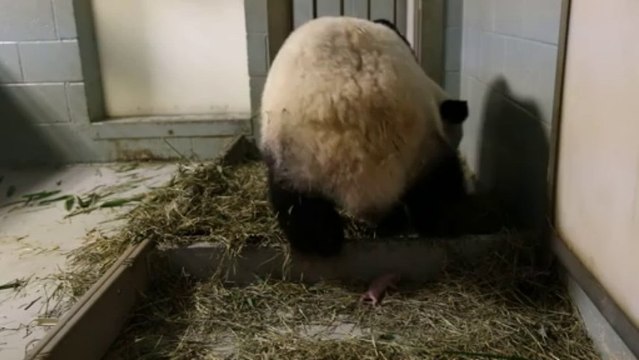 Giant panda gives birth to twins at Atlanta zoo
