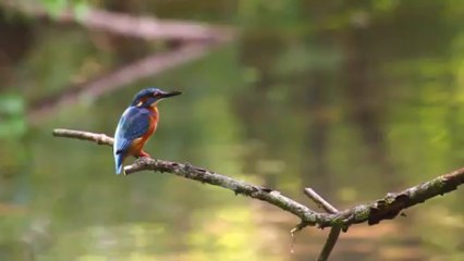 Martin Pêcheur sur son perchoir de nourrissage