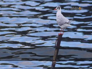 Enstrümantal - Bu Fasulya 7.5 Lira (Karaoke Version)