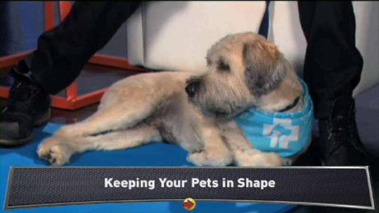 Quince: Keep Your Pets Healthy