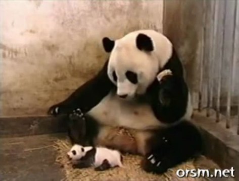The Sneezing Baby Panda