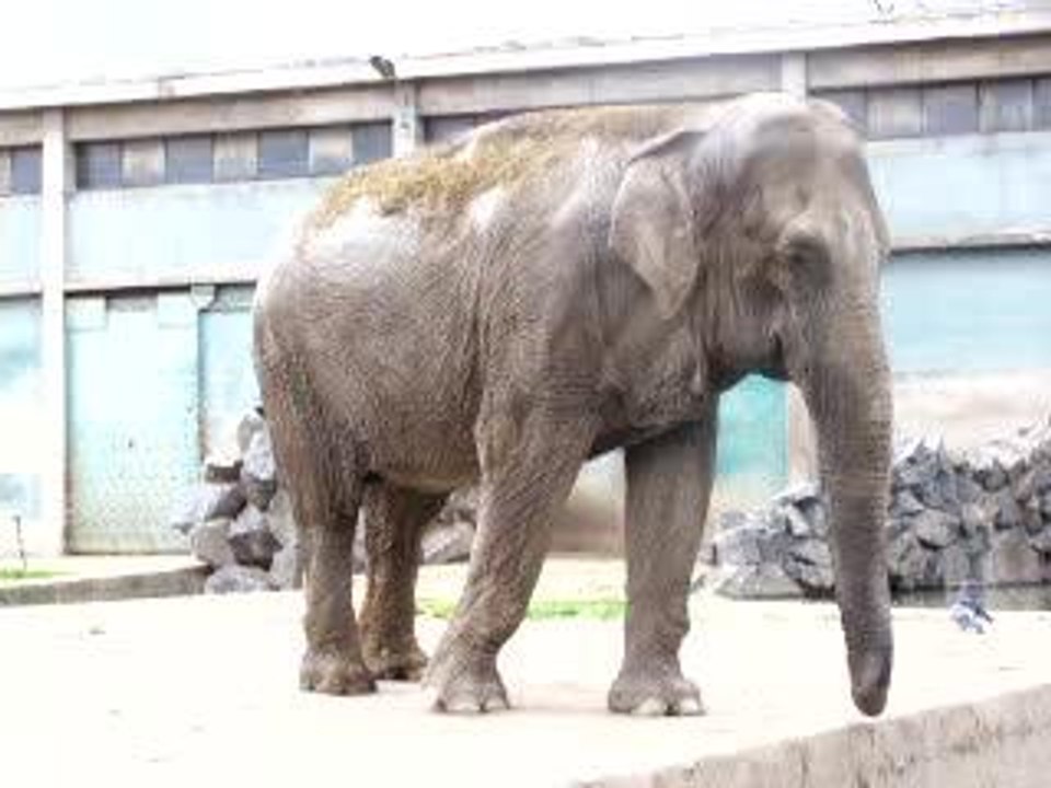 Un éléphant qui se balançait