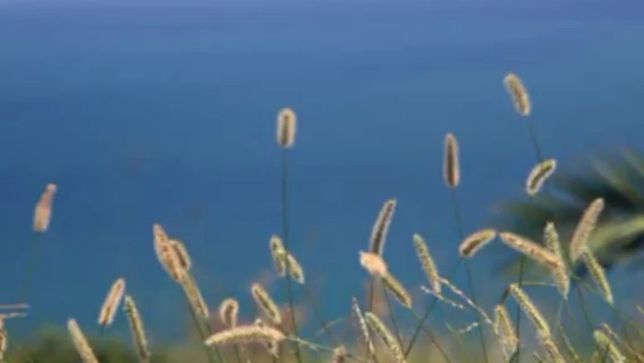My Video