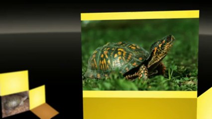 Annonce Reptiles à vendre